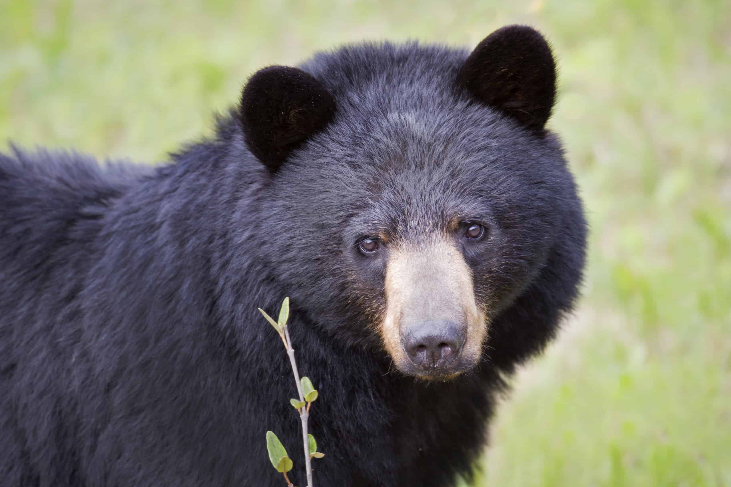 Scopri l orso più grande mai catturato in Idaho