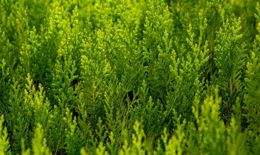 green giant arborvitae vs leyland cypress qual è la differenza