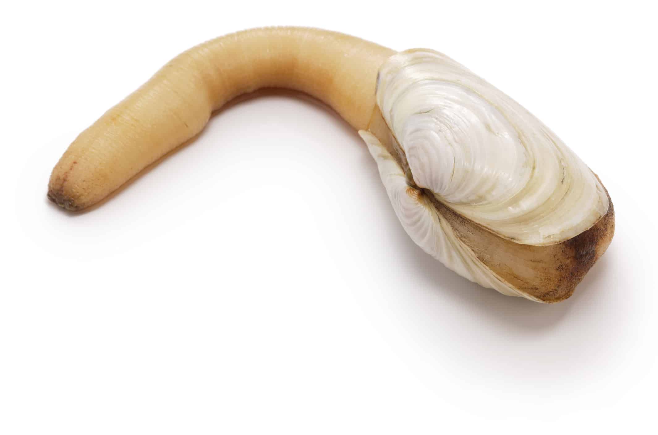 scopri-il-geoduck-pi-grande-del-mondo