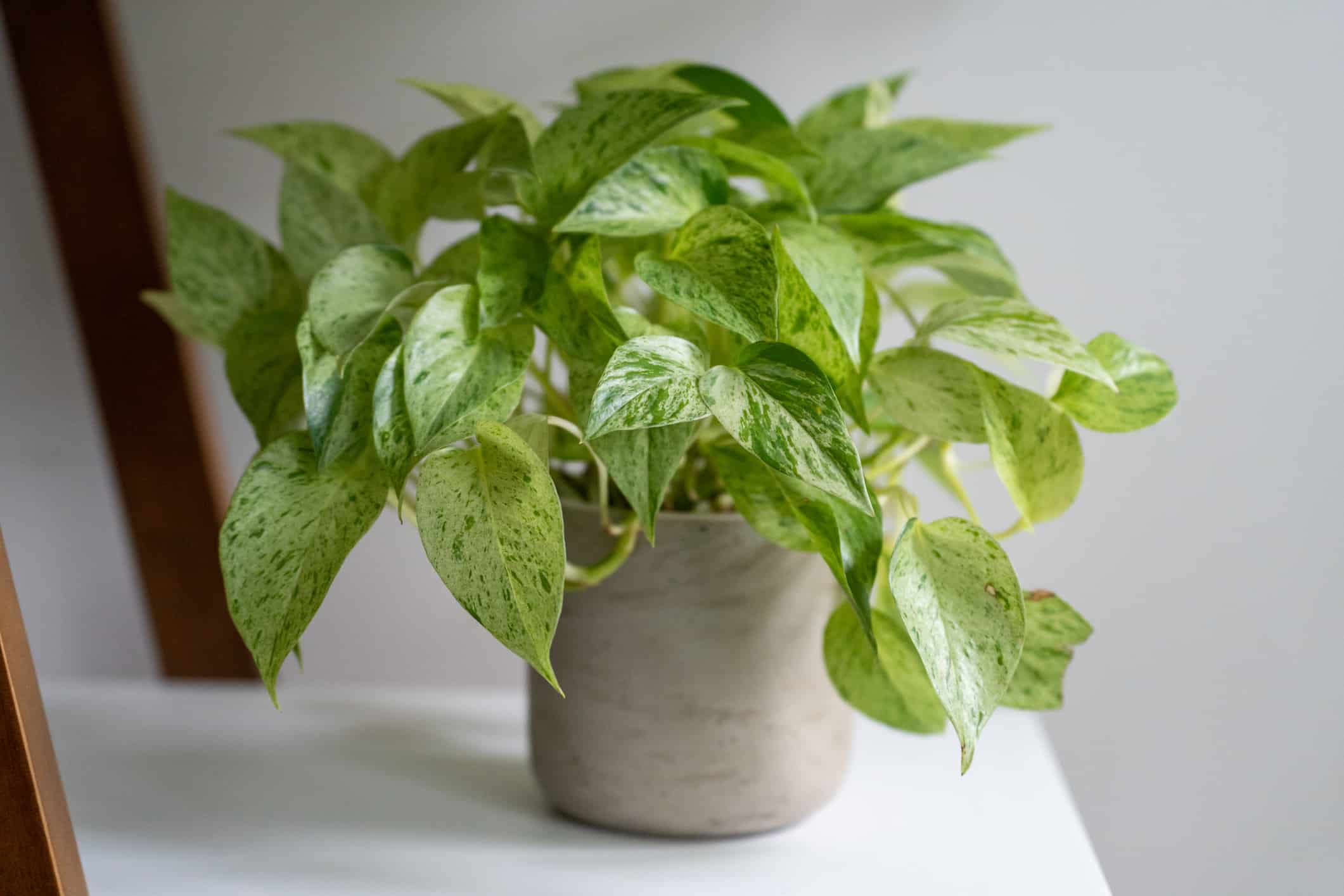 Le Piante Di Pothos Producono Fiori