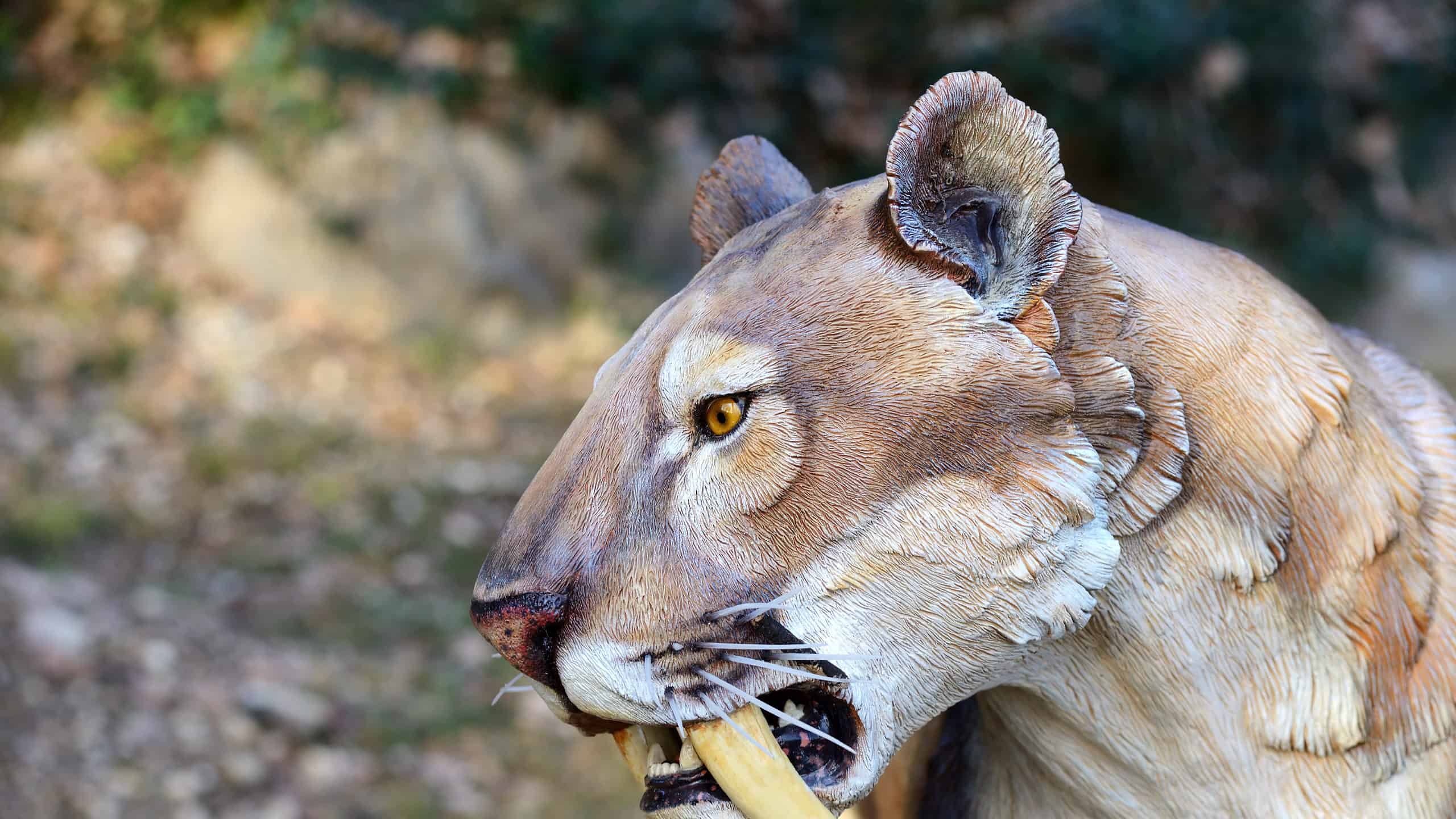 Estinzione Della Tigre Dai Denti A Sciabola Quando Successo