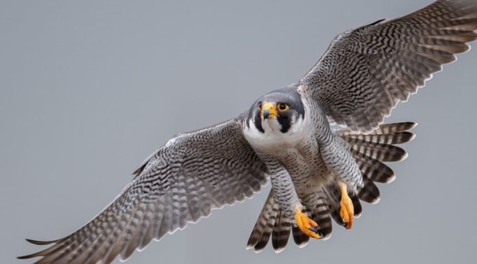 Nuovo studio: gli uccelli migratori 