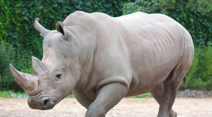 Guarda Due tartarughe che mangiano le zecche da un rinoceronte bianco
