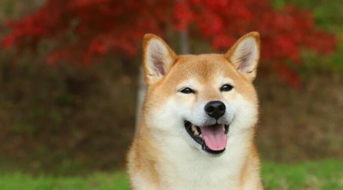 Shiba Inu
