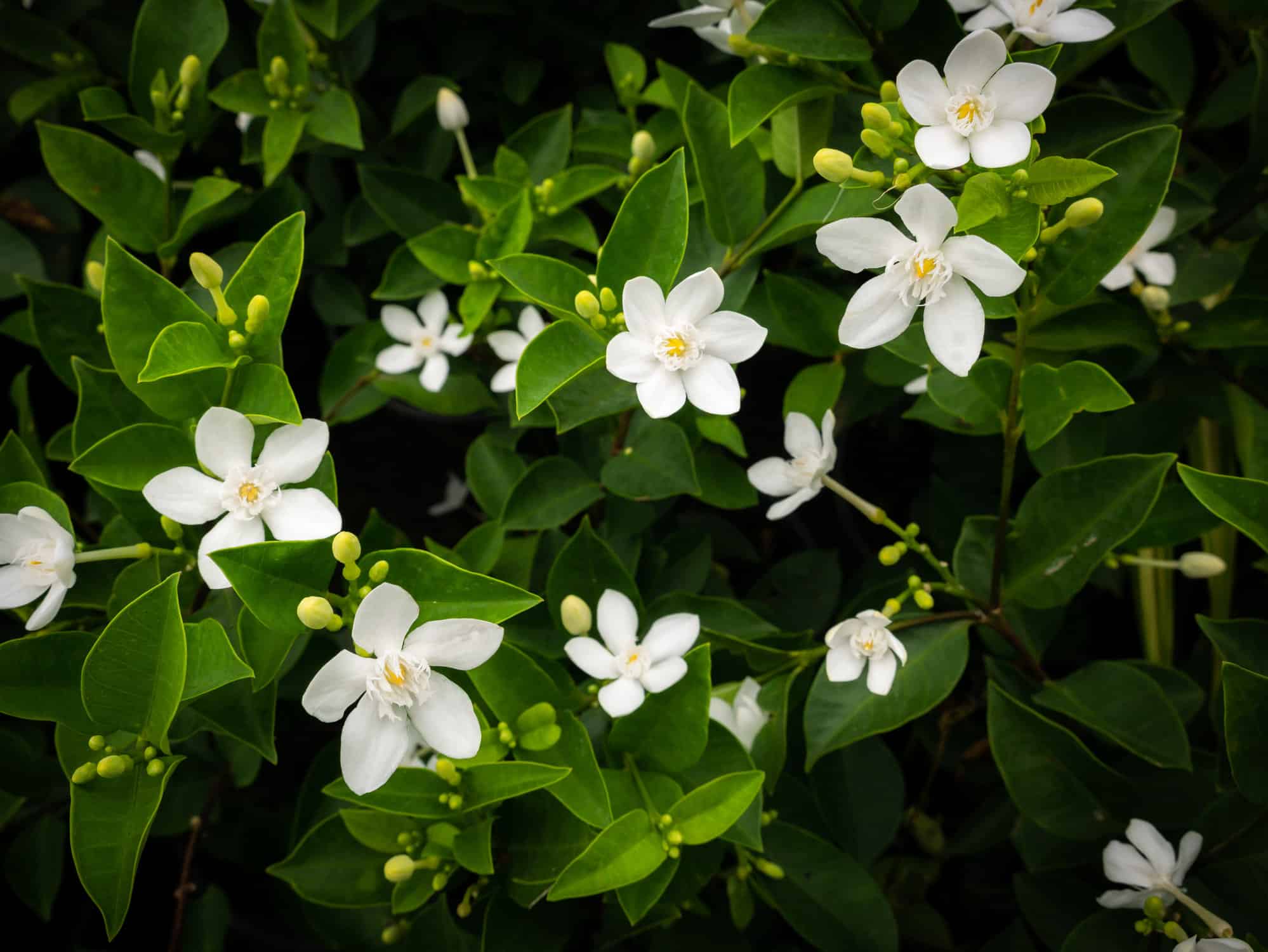 Gardenia vs Jasmine: quali sono le differenze?