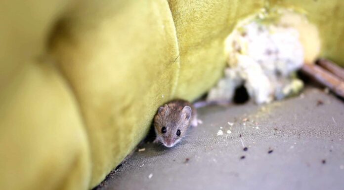 Cacca di scoiattolo contro cacca di topo
