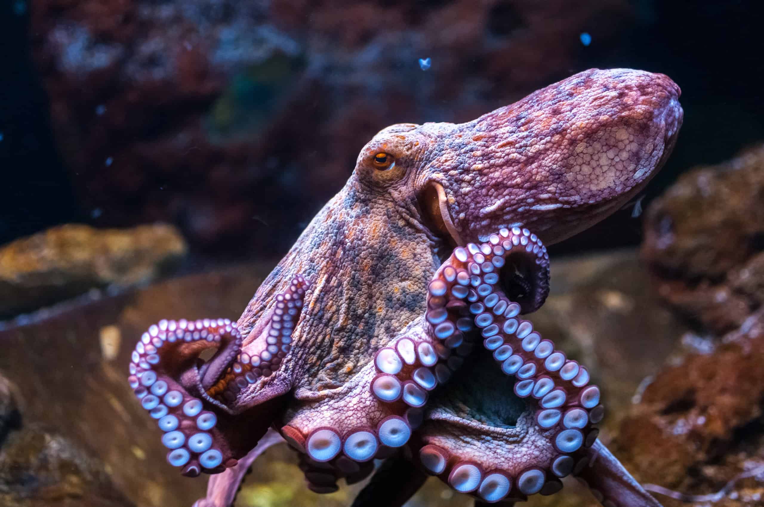 Octopi vs Octopus: la risposta definitiva al plurale Octopus