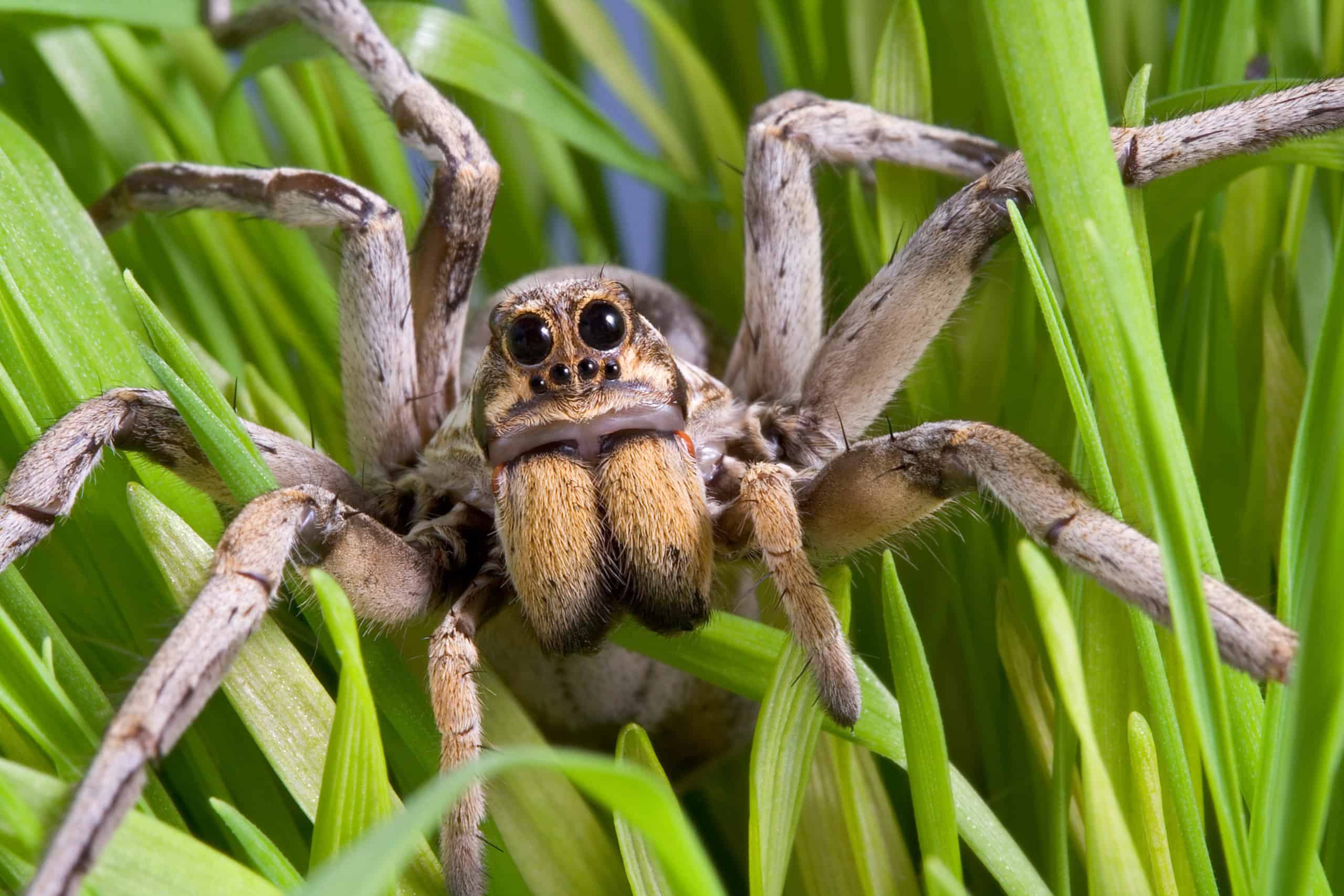Parson Spider vs Wolf Spider: quali sono le differenze?