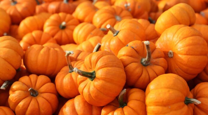  La zucca è un frutto o una verdura?  Ecco perché
