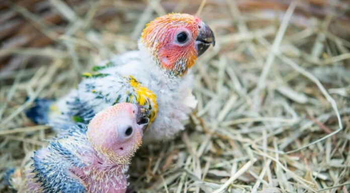 A The Best Nest Boxes Birds Will Actually Use for 2022