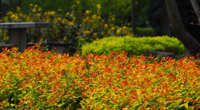 Goldmound Spirea vs Goldflame: c'è una differenza?
