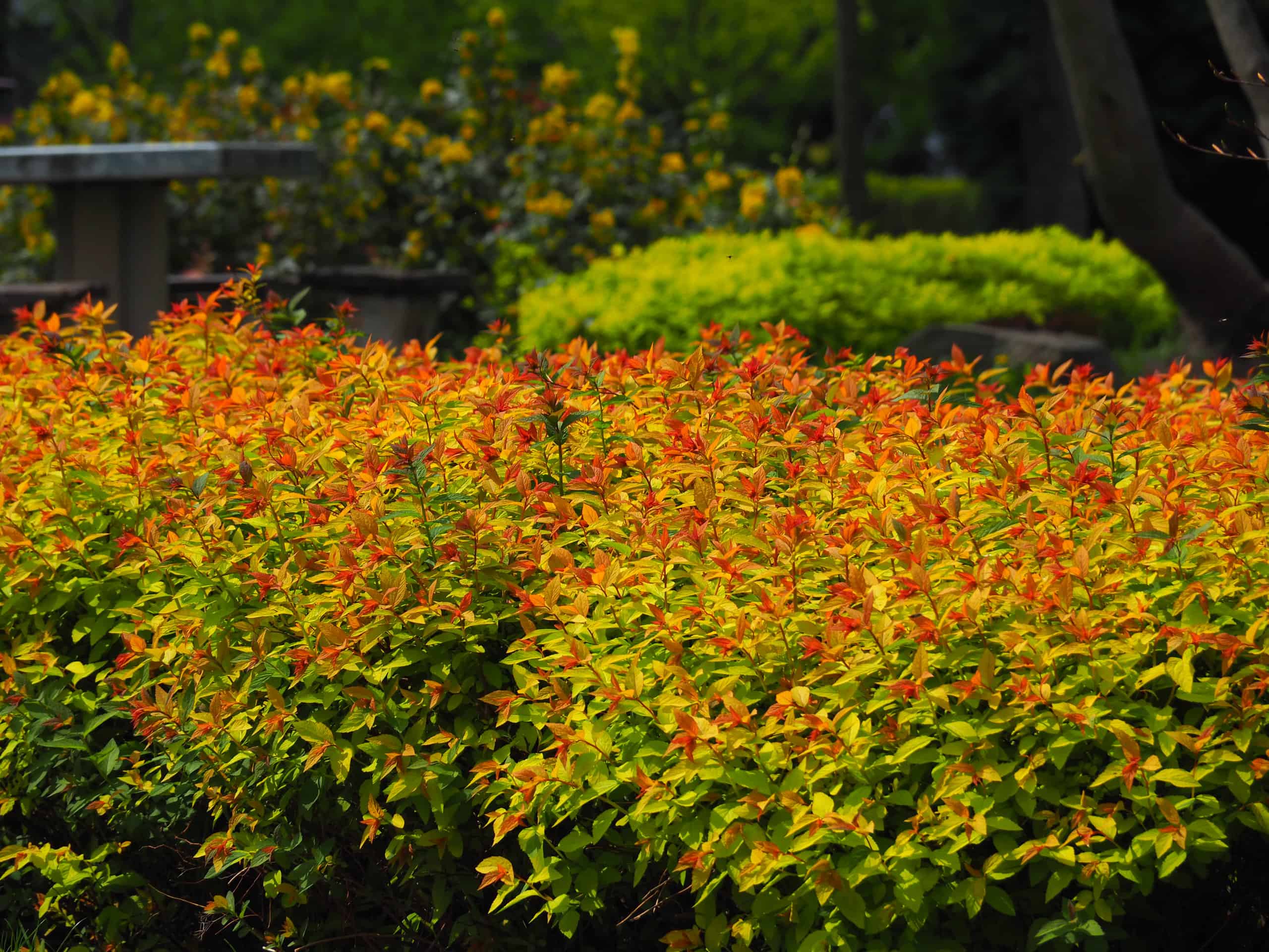 Goldmound Spirea vs Goldflame: c'è una differenza?