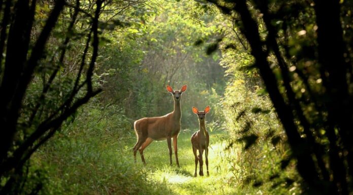 Stagione dei cervi nel Connecticut: tutto ciò che devi sapere per essere preparato

