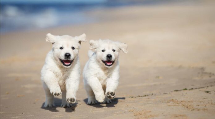 A Antibiotics for Dogs: Updated for 2022