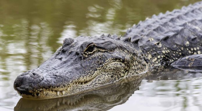 Quanti alligatori vivono nel lago Sawgrass in Florida?

