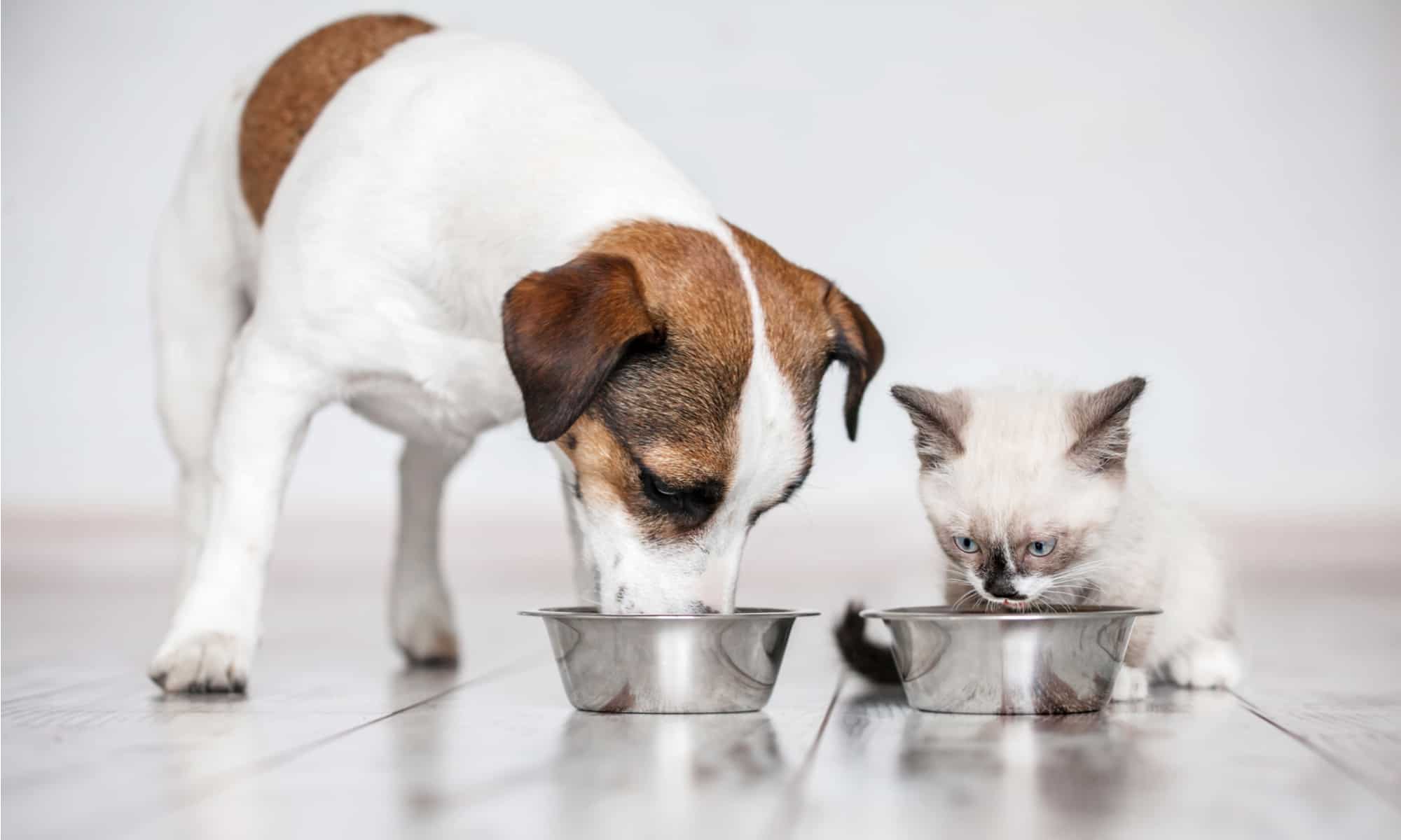 Le patatine sono pericolose o sicure da mangiare per i cani?