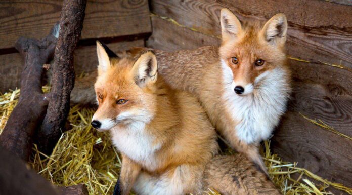 Scopri gli animali più veloci dell'Alaska
