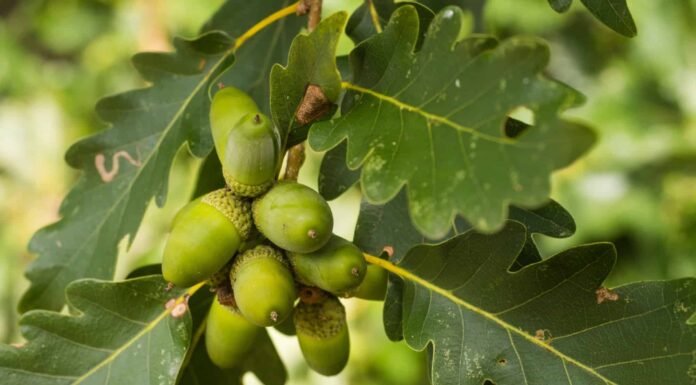 Types of Oak Trees