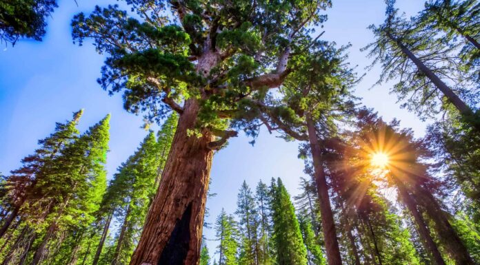 Scopri i 3 diversi tipi di alberi di sequoia
