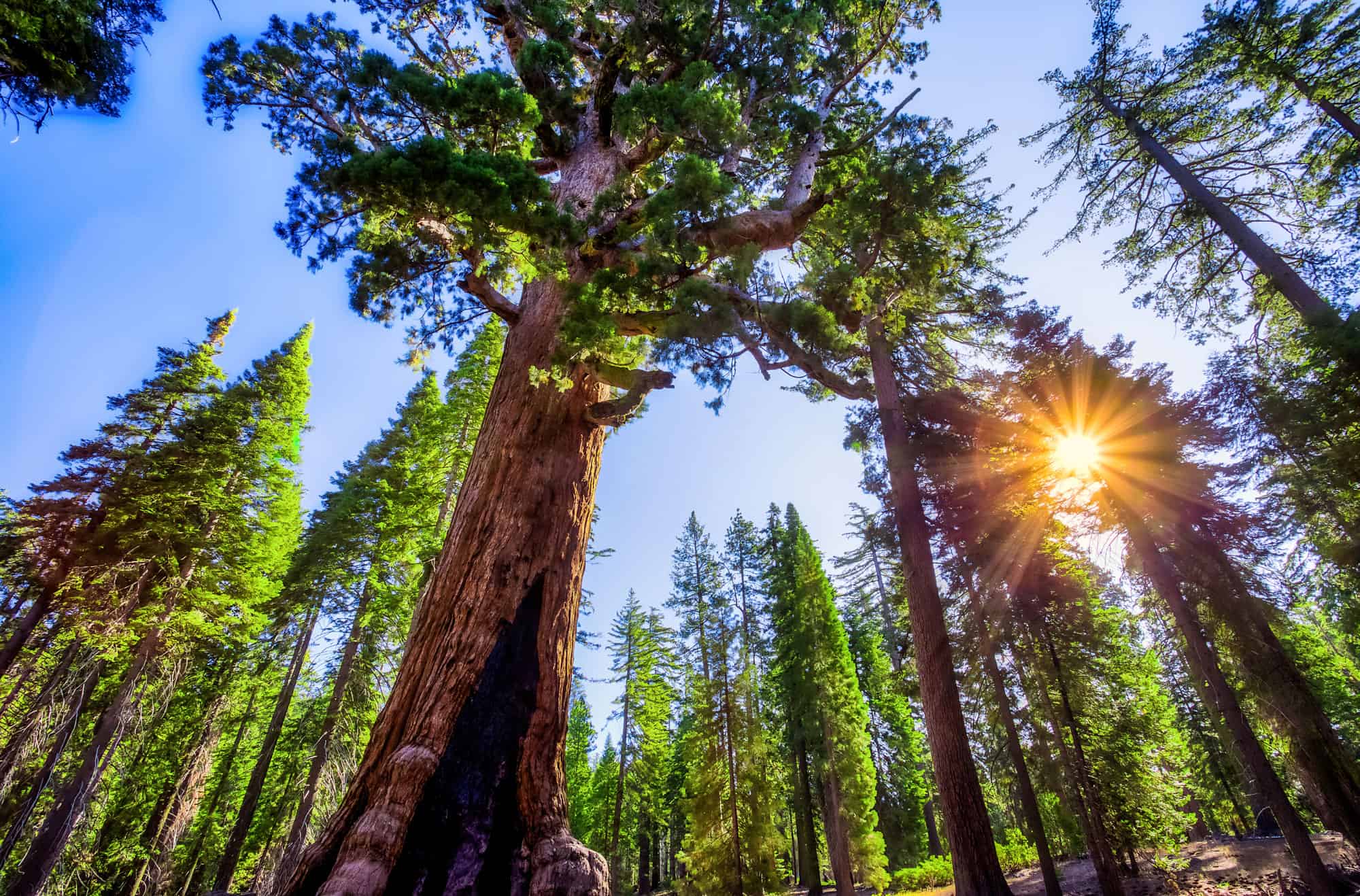 Scopri i 3 diversi tipi di alberi di sequoia
