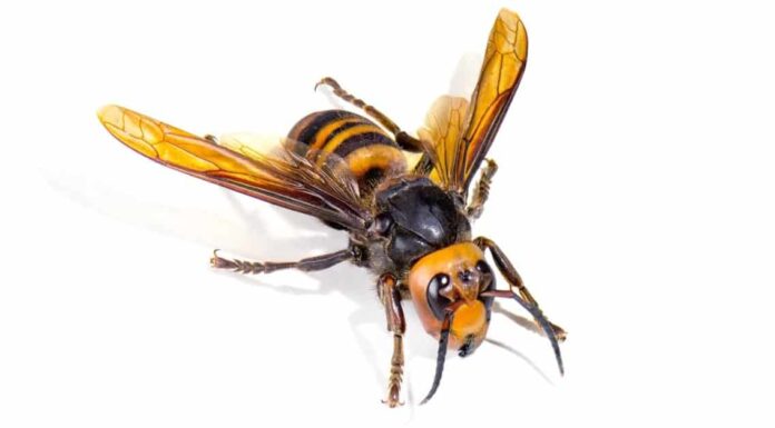 Asian Giant Hornet