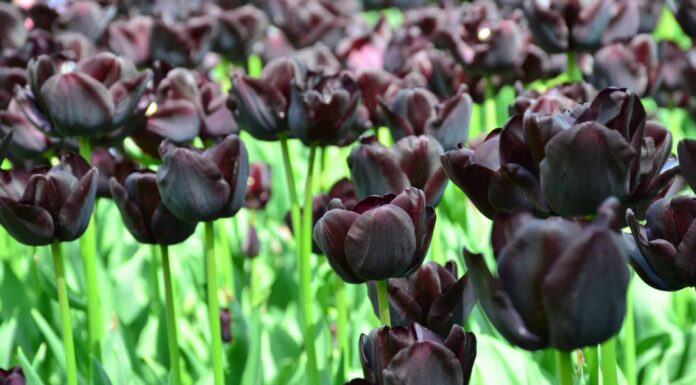 Black Flowers and Plants