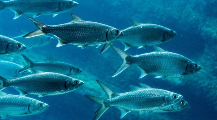 A The 8 Best Children&rsquo;s Books About Sharks Available Today