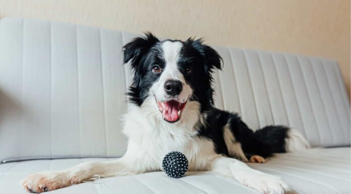 A Antibiotics for Dogs: Updated for 2022