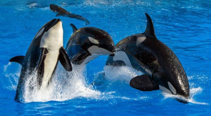 Le balene assassine continuano ad attaccare le barche a vela francesi senza spiegazioni
