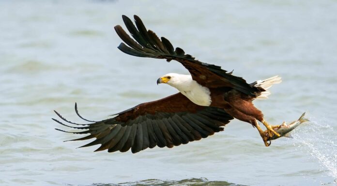 Aquila pescatrice africana

