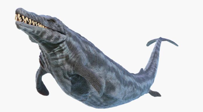 5 tipi estinti di balene
