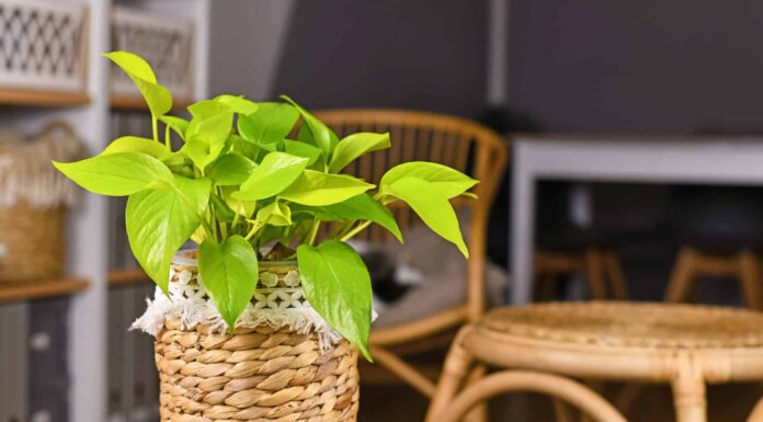 Epipremnum Aureum Lemon Lime