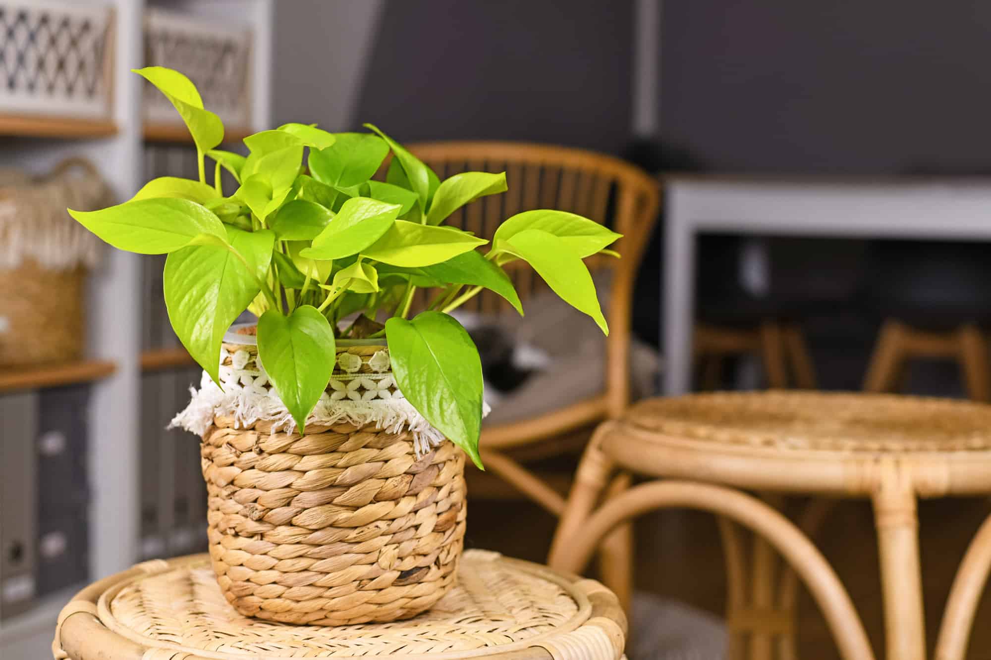 Epipremnum Aureum Lemon Lime