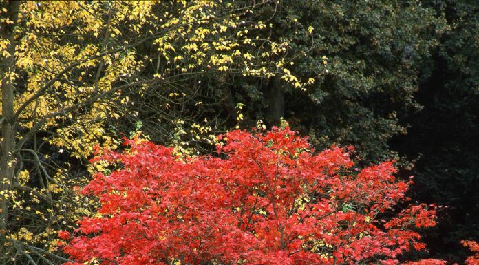 Fireglow contro l'acero giapponese Bloodgood
