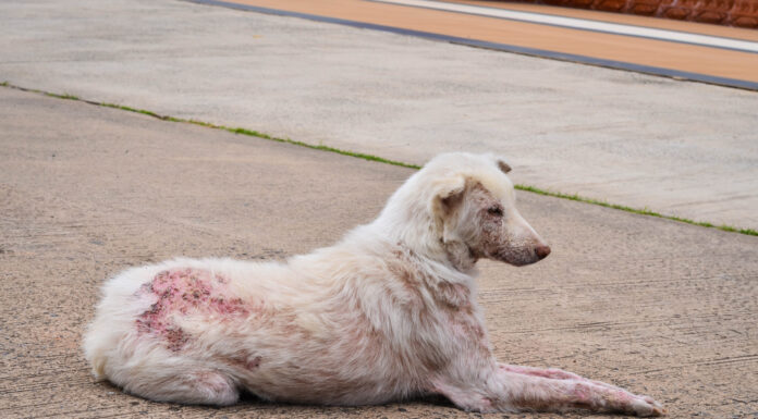  I cani possono avere la scabbia?  Quali sono i sintomi?
