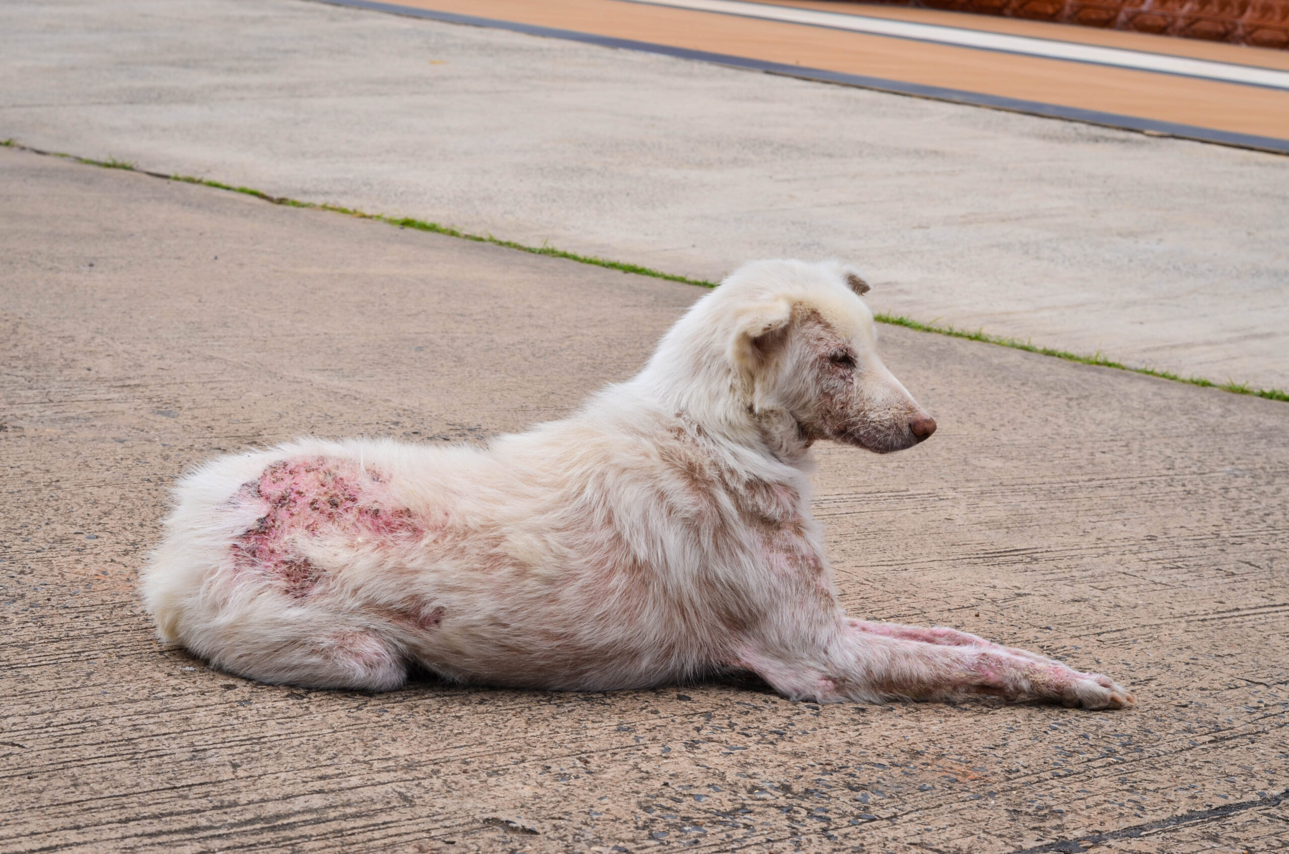I cani possono avere la scabbia?  Quali sono i sintomi?