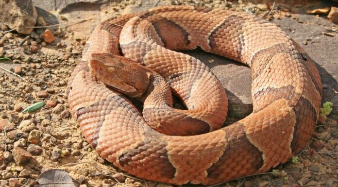 Guarda un uomo del Maryland morso da Copperhead e la sua reazione perfetta in seguito
