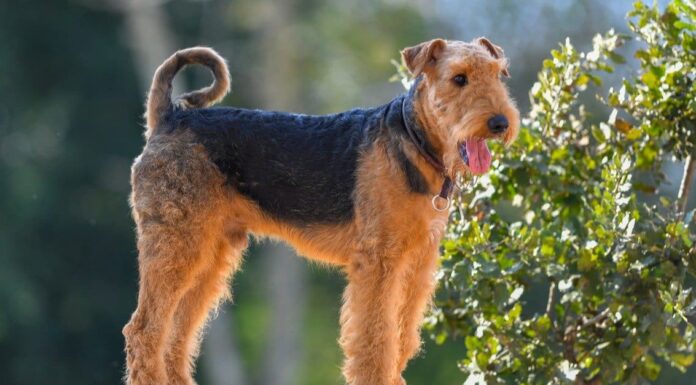 Airedale Terrier

