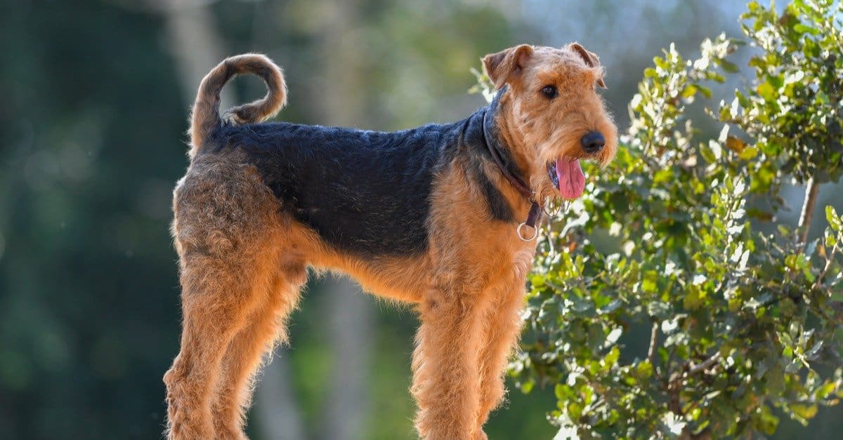 Airedale Terrier