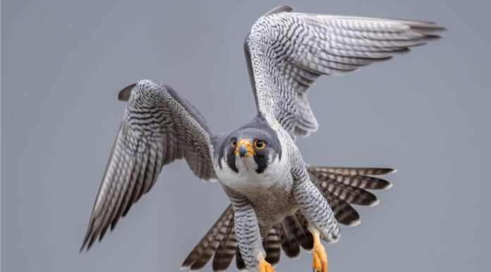 Scopri gli animali più veloci del Tennessee
