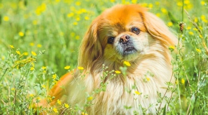 Pechinese vs Shih Tzu: spiegate 4 differenze chiave
