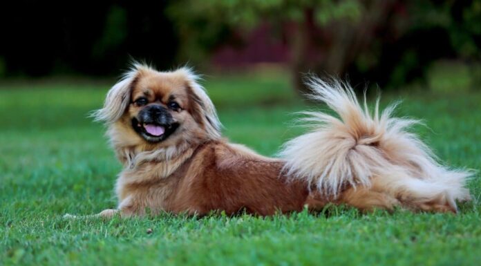  Spaniel tibetano vs.  pechinese
