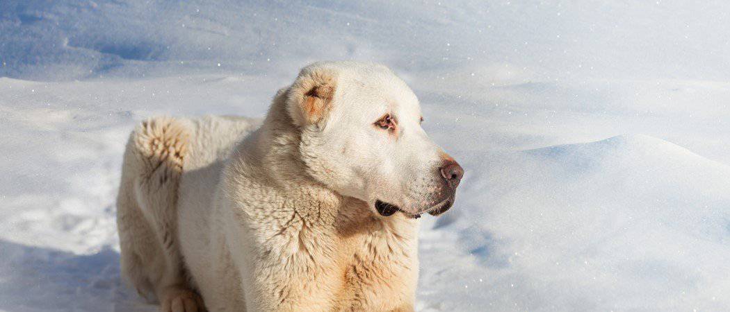 Alabai (pastore dell'Asia centrale)