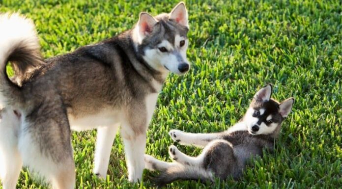 Klee Kai dell'Alaska
