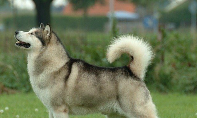 Malamute dell'Alaska
