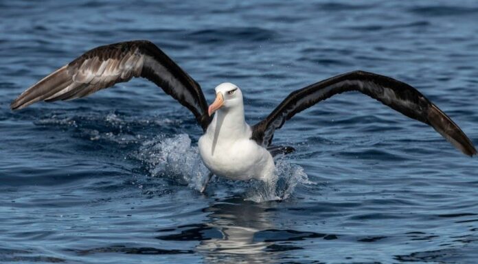 Albatro
