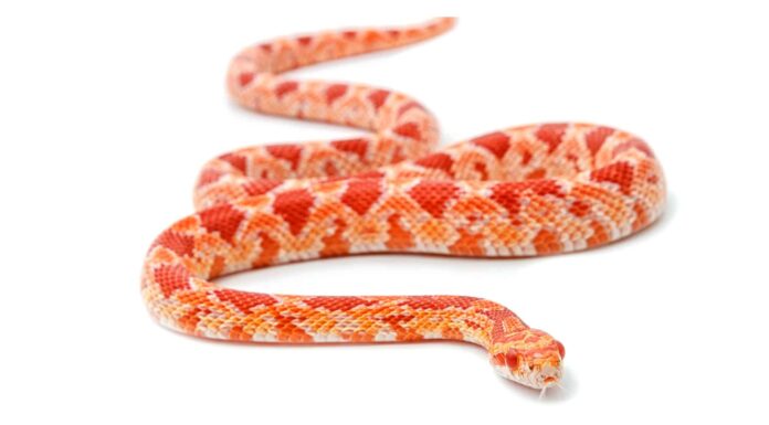 Albino corn snake