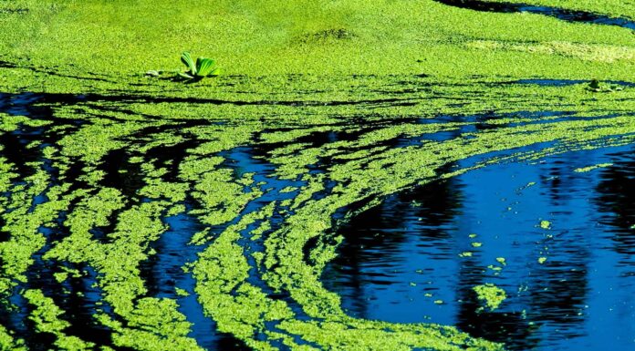 Guarda che aspetto ha un enorme lago infestato da alghe dallo spazio
