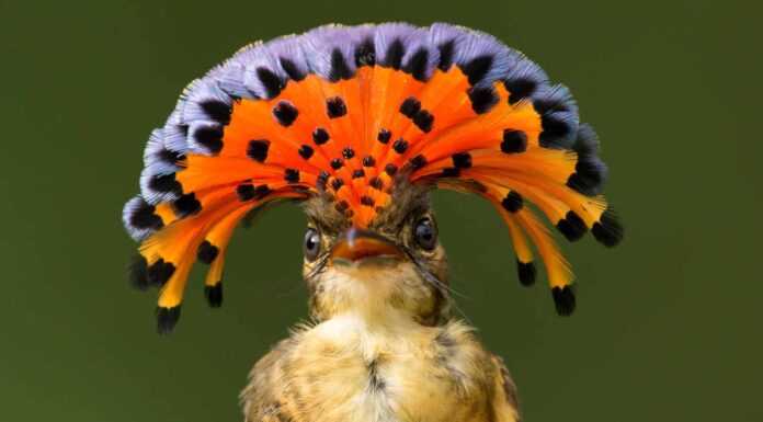 Pigliamosche reale amazzonico
