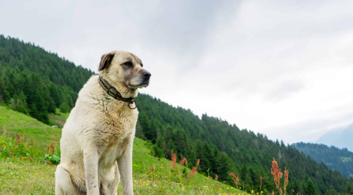 Boz Shepherd contro Kangal
